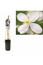 Clematis montana Fragrant Spring C2,5 Lit. 40-60 cm