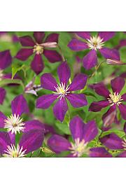 Clematis Mikelite C1,5 Lit. 30-40 cm