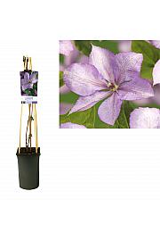 Clematis Margaret Hunt C2,5 Lit. 40-60 cm