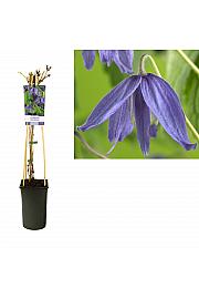 Clematis macropetala C2,5 Lit. 40-60 cm