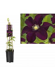 Clematis hybrid Warszawska Nike C1,5 Lit. 30-40 cm