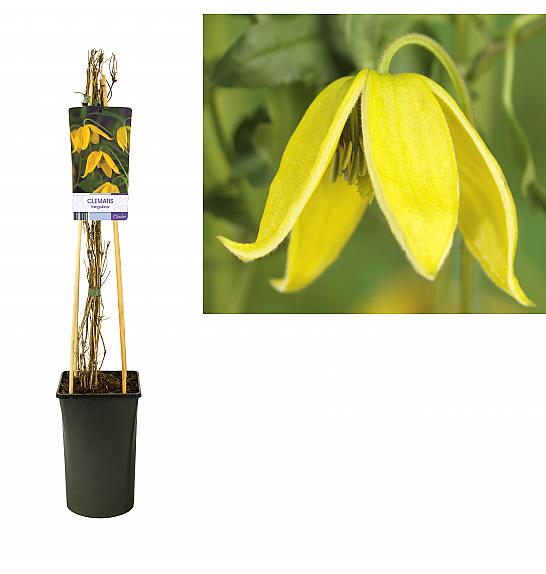 Clematis hybrid Tangutica C2,5 Lit. 40-60 cm