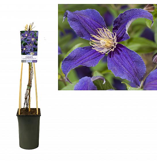Clematis hybrid So Many Blue Flowers C2,5 Lit. 40-60 cm