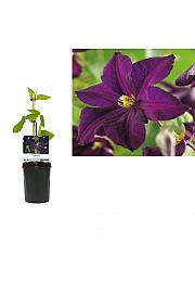 Clematis hybrid Romantika C1 Lit. 20-30 cm