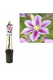 Clematis hybrid Piilu C2,5 Lit. 40-60 cm