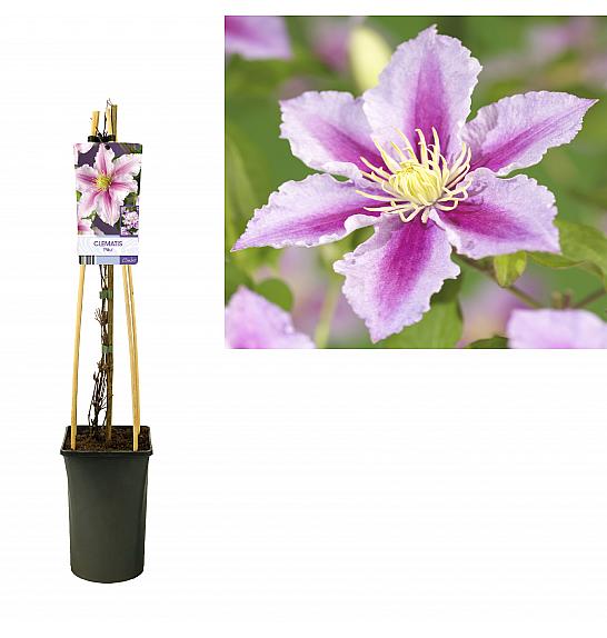 Clematis hybrid Piilu C2,5 Lit. 40-60 cm