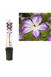 Clematis hybrid Pernille PBR C2,5 Lit. 40-60 cm