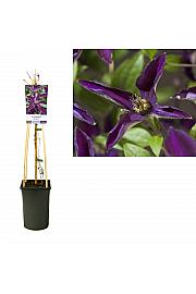 Clematis hybrid Noora PBR C2,5 Lit. 40-60 cm