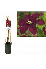 Clematis hybrid Niobe C2,5 Lit. 40-60 cm