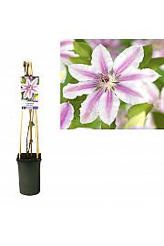 Clematis hybrid Nelly Moser C2,5 Lit. 40-60 cm