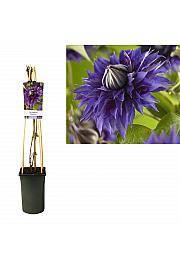 Clematis hybrid Multi Blue C2,5 Lit. 40-60 cm