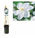 Clematis hybrid Madame Le Coultre C2,5 Lit. 40-60 cm