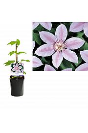 Clematis hybrid John Paul II C1 Lit. 20-30 cm