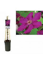 Clematis hybrid Ernest Markham C2,5 Lit. 40-60 cm