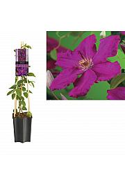 Clematis hybrid Ernest Markham C1,5 Lit. 30-40 cm