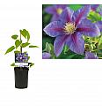 Clematis hybrid Barbara Jackman C1 Lit. 20-30 cm