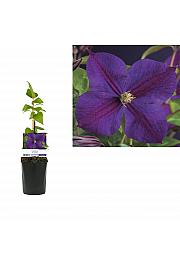 Clematis hybrid Star of India C1 Lit. 20-30 cm