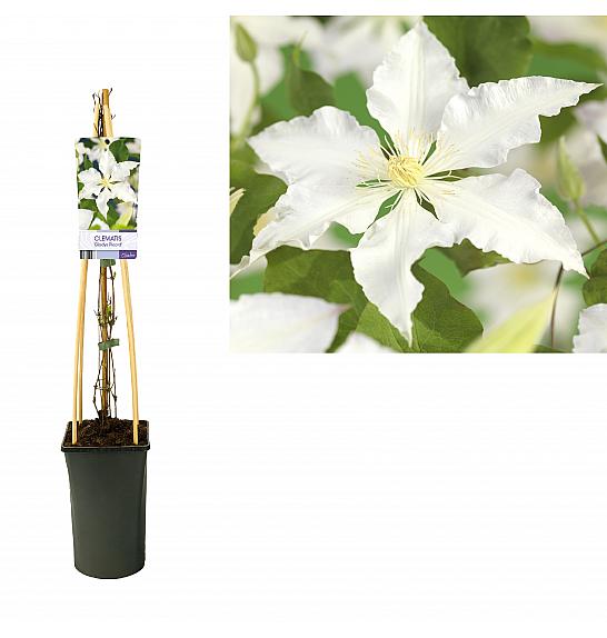 Clematis Gladys Picard C2,5 Lit. 40-60 cm