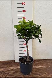 Citrus sinensis Orange Ø18 Na steblu 20 cm