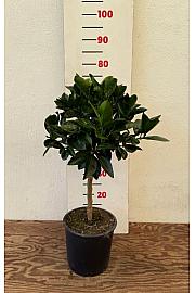 Citrus sinensis Orange Ø20 Na steblu 30 cm