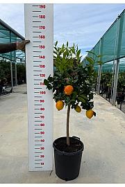 Citrus sinensis Limona Rosso Ø 35 Na steblu 60 cm