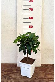 Citrus sinensis Limon Ø14x14 Na steblu 15 cm
