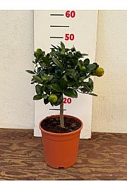 Citrus microcarpa Calamondin Ø17 Na steblu 20 cm