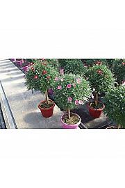 Chrysanthemum frutescens Ø30 mix Na Steblu 40 cm