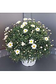 Chrysanthemum frutescens Ø24 bela