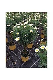 Chrysanthemum frutescens Ø18 rumena Na Steblu 30 cm