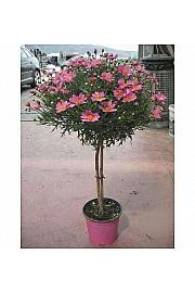 Chrysanthemum frutescens Ø18 roza Na Steblu 30 cm