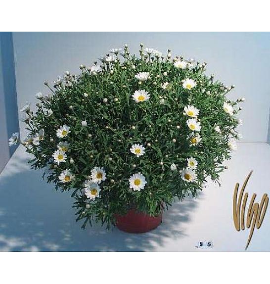 Chrysanthemum frutescens Ø18 bela