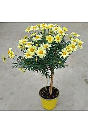 Chrysanthemum frutescens Ø14 rumena Na Steblu 20 cm