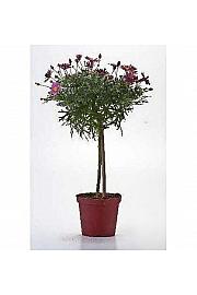 Chrysanthemum frutescens Ø14 rdeča Na Steblu 20 cm