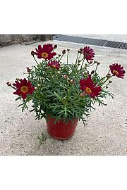 Chrysanthemum frutescens Ø14 rdeča