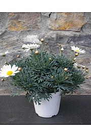 Chrysanthemum frutescens Ø14 bela