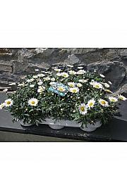 Chrysanthemum frutescens Ø11 bela