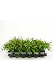 Chamaecyparis pisifera Sungold Ø9