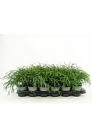 Chamaecyparis pisifera Filifera Nana Ø9