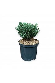 Chamaecyparis pisifera Blue Moon ᴾᴮᴿ C2,5 Lit. 20-25 cm