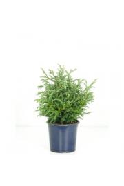 Chamaecyparis pisifera Baby Blue Ø15 20-30 cm