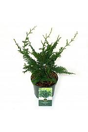 Chamaecyparis obtusa Teddy Bear C2,5 Lit. 25-30 cm
