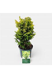 Chamaecyparis obtusa Melody C2,5 Lit. 20-25 cm