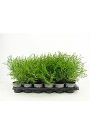 Chamaecyparis obtusa Kamarachiba Ø9