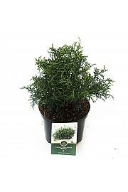 Chamaecyparis obtusa Brigitte C2,5 Lit. 20-25 cm