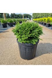 Chamaecyparis obtusa Pygmaea C8 Lit. 30-35 cm