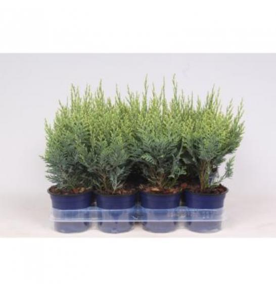 Chamaecyparis lawsoniana White Spot Ø11 10-15 cm