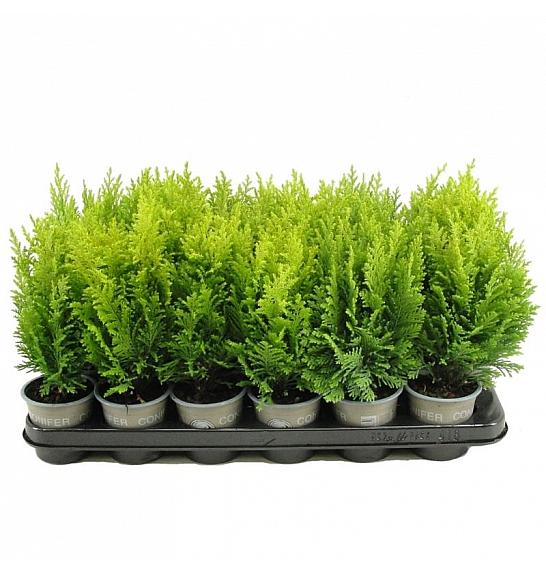 Chamaecyparis lawsoniana Snow White Ø9