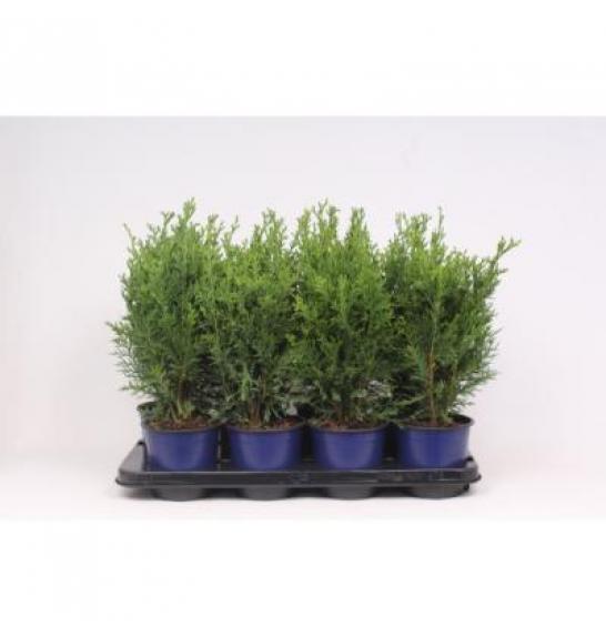 Chamaecyparis lawsoniana Robusta C1 Lit. 15-20 cm