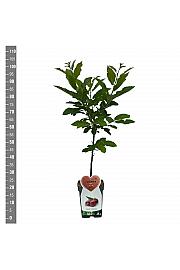 Castanea sativa C5 Lit. 80-100 cm